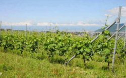 俺の畑に知らない車がおいてあるんだけど